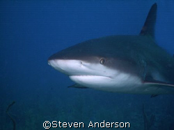 A curious Carribean Reef Shark comes in for a close look.... by Steven Anderson 